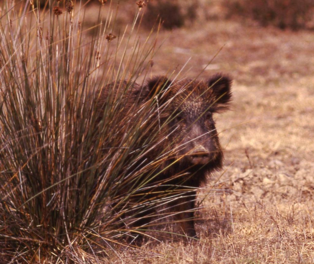 Cinghiale